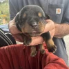 Guard Dpg puppies for sale 46