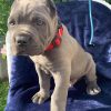 Guard Dpg puppies for sale 50