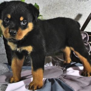 Guard Puppies for Sale 25