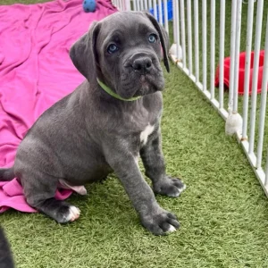 rottweiler and corso puppies 19