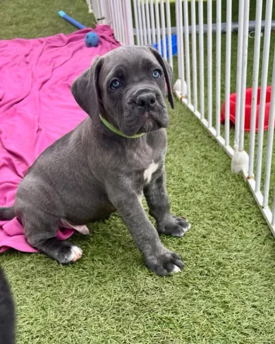 rottweiler and corso puppies 19