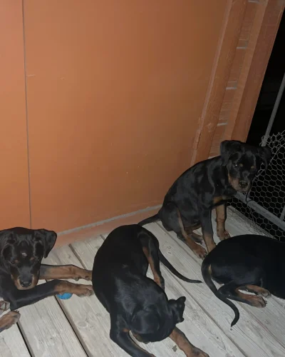 somebody-abandoned-4-rottweiler-appearing-puppies-in-front-v0-rws8o6cij2vb1